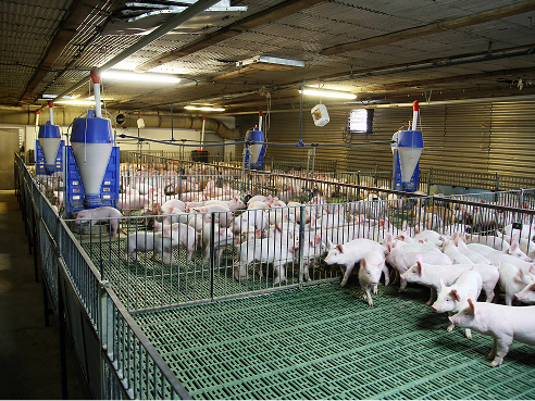 Обладнання для свинарства